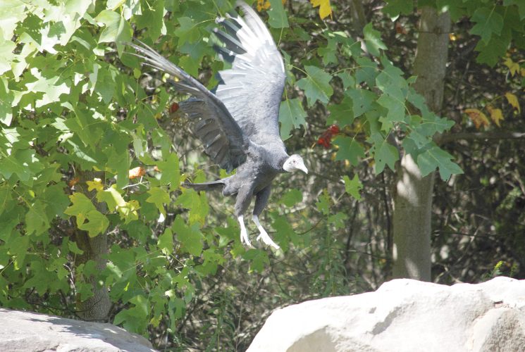 Injured bird essay image